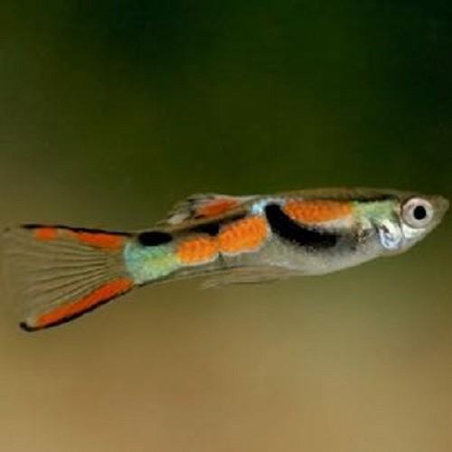 Poecilia wingei female - Guppy femelles endler L